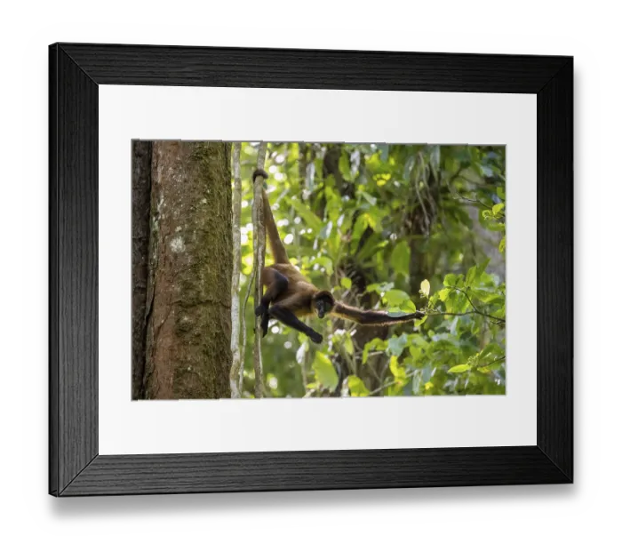 Framed Print : Geoffroy's spider monkey (Ateles geoffroyi) climbing a tree in the jungle