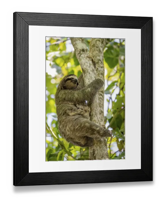 Framed Print : Brown-throated sloth (Bradypus variegatus) with young in a tree