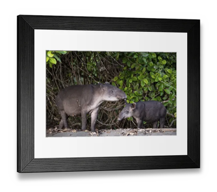 Framed Print : Baird's tapir (Tapirus bairdii) Framed Print : Baird's tapir (Tapirus bairdii)