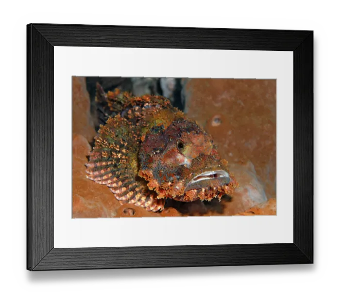 Framed Print : Tassled scorpionfish (Scorpaenopsis oxycephala)