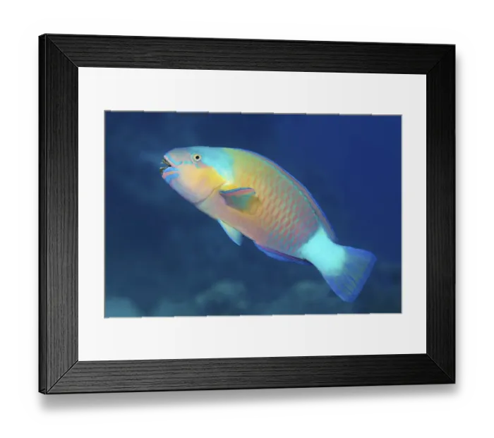 Framed Print : Bullethead parrotfish (Chlorurus sordidus) swims over the coral reef