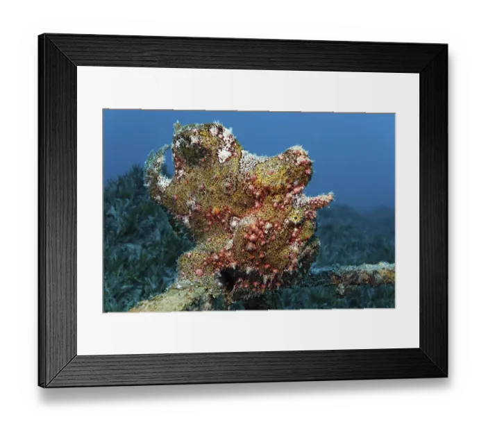 Framed Print : Painted frogfish (Antennarius pictus)
