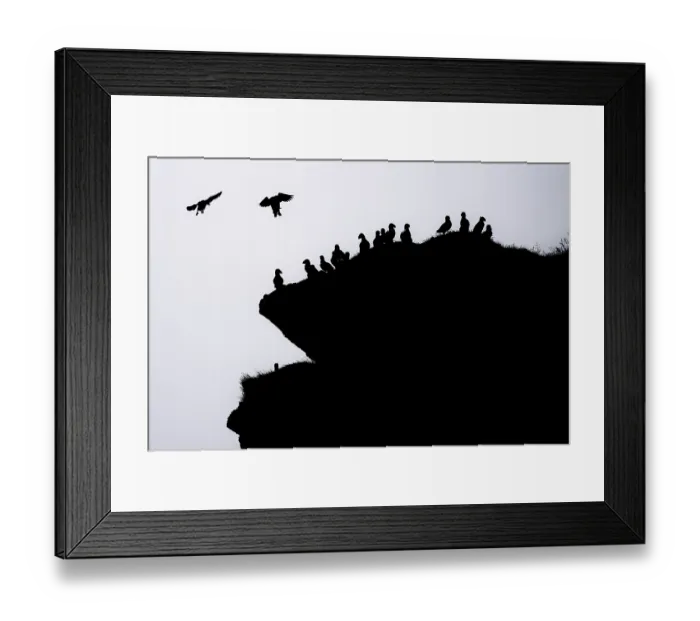 Framed Print : Puffin (Fratercula arctica) sitting on grassy rock Framed Print : Puffin (Fratercula arctica) sitting on grassy rock