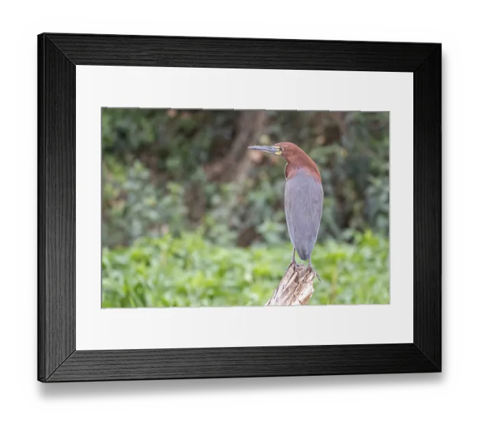 Framed Print : Marbled heron (Tigrisoma lineatum) Framed Print : Marbled heron (Tigrisoma lineatum)