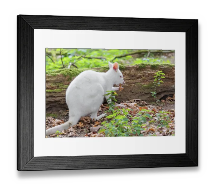Framed Print : An albino red-necked wallaby or Bennett's wallaby (Macropus rufogriseus)