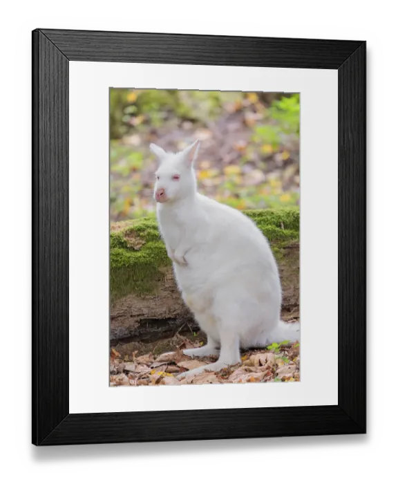 Framed Print : An albino red-necked wallaby or Bennett's wallaby (Macropus rufogriseus)