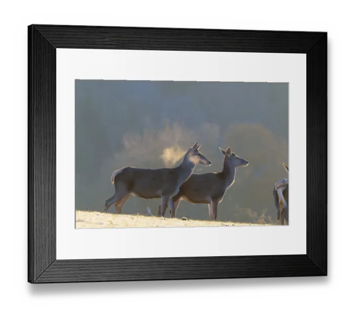 Framed Print : Three female red deer (Cervus elaphus) stand in the first light of day on a meadow covered in hoar frost