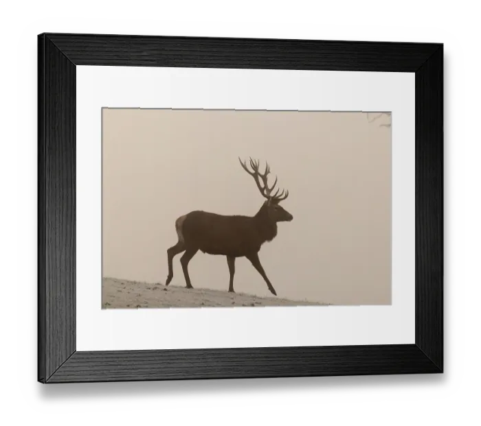 Framed Print : A red deer (Cervus elaphus) crosses a meadow covered with hoarfrost in dense fog Framed Print : A red deer (Cervus elaphus) crosses a meadow covered with hoarfrost in dense fog