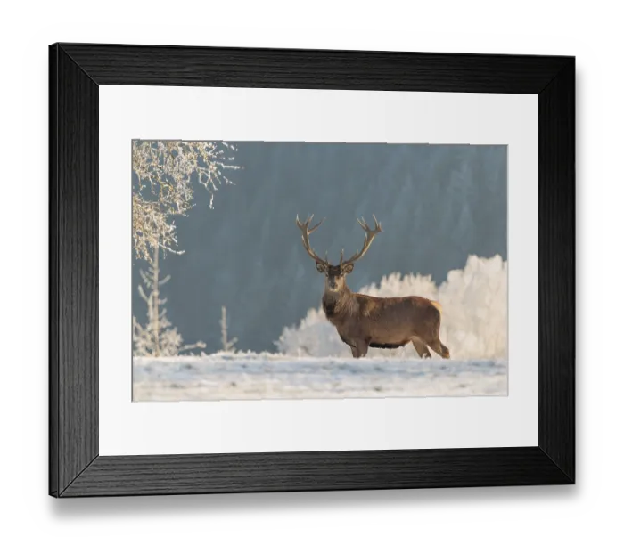 Framed Print : A red deer stag (Cervus elaphus)
