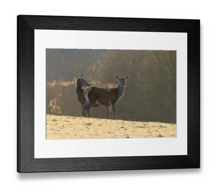 Framed Print : Two female red deer (Cervus elaphus) stand in the first light of day on a meadow covered in hoar frost Framed Print : Two female red deer (Cervus elaphus) stand in the first light of day on a meadow covered in hoar frost