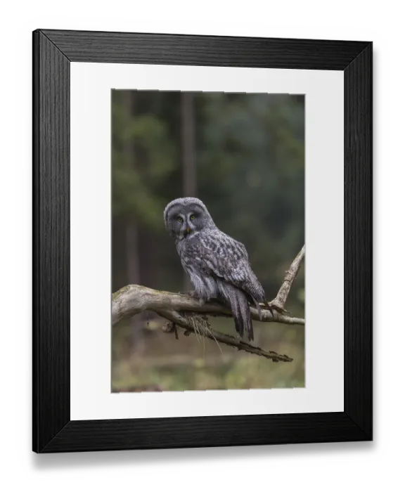Framed Print : One great grey owl (Strix nebulosa) sitting on the root of a fallen spruce tree