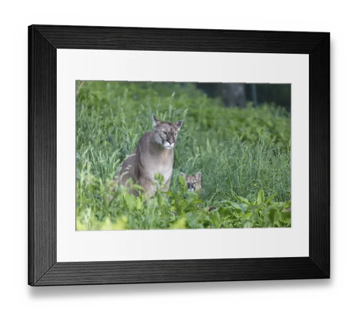 Framed Print : One female cougar, Puma concolor Framed Print : One female cougar, Puma concolor