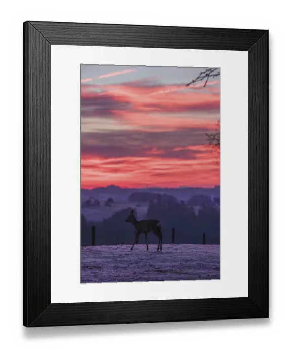 Framed Print : A female roe deer (Capreolus capreolus) stands in a meadow after a very cold night and waits for the sun to rise