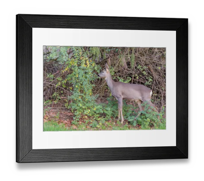Framed Print : A female roe deer (Capreolus capreolus) stands in the thicket of a forest on a cloudy day Framed Print : A female roe deer (Capreolus capreolus) stands in the thicket of a forest on a cloudy day