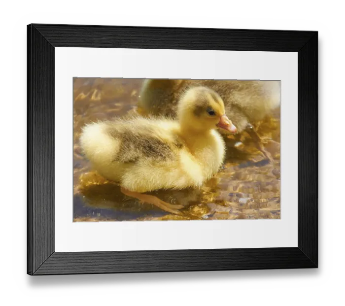 Framed Print : Spring in Crete, close-up, ducklings (anatis)