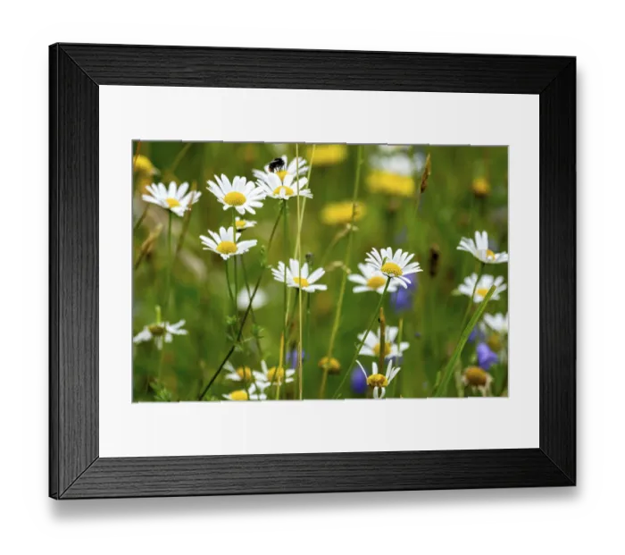 Framed Print : Flowering marguerites (Leucanthemum)