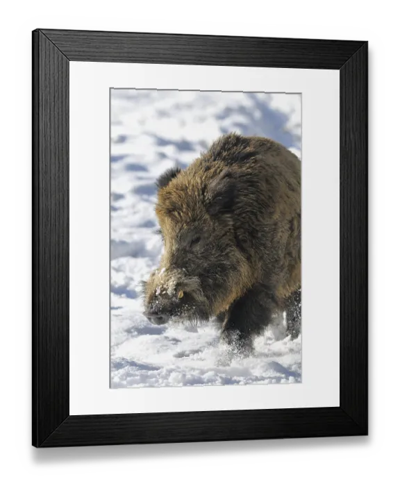 Framed Print : Wild boar (Sus scruff), male in snow