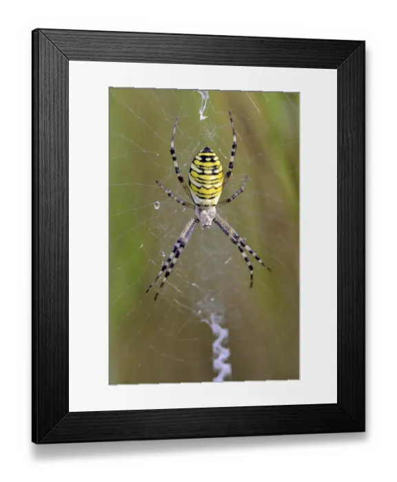 Framed Print : Wasp spider (Argiope bruennichi) Framed Print : Wasp spider (Argiope bruennichi)