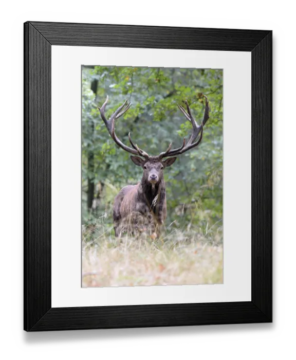 Framed Print : Royal stag, red deer (Cervus elaphus) stands in autumn forest Framed Print : Royal stag, red deer (Cervus elaphus) stands in autumn forest