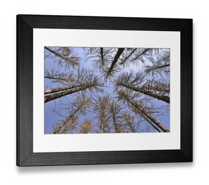 Framed Print : Spruce (Picea abies), view into the treetops Framed Print : Spruce (Picea abies), view into the treetops