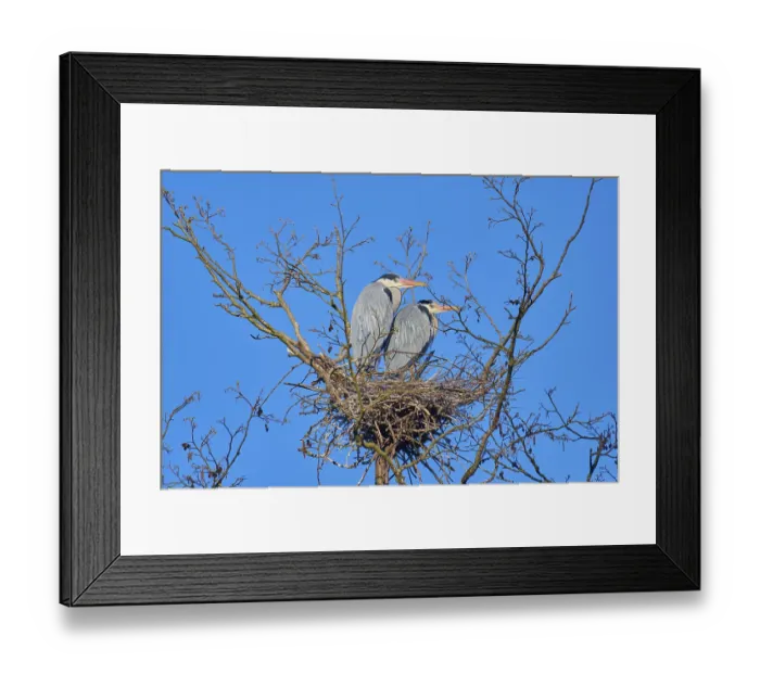 Framed Print : Grey Heron (Ardea cinerea), pair on nest Framed Print : Grey Heron (Ardea cinerea), pair on nest