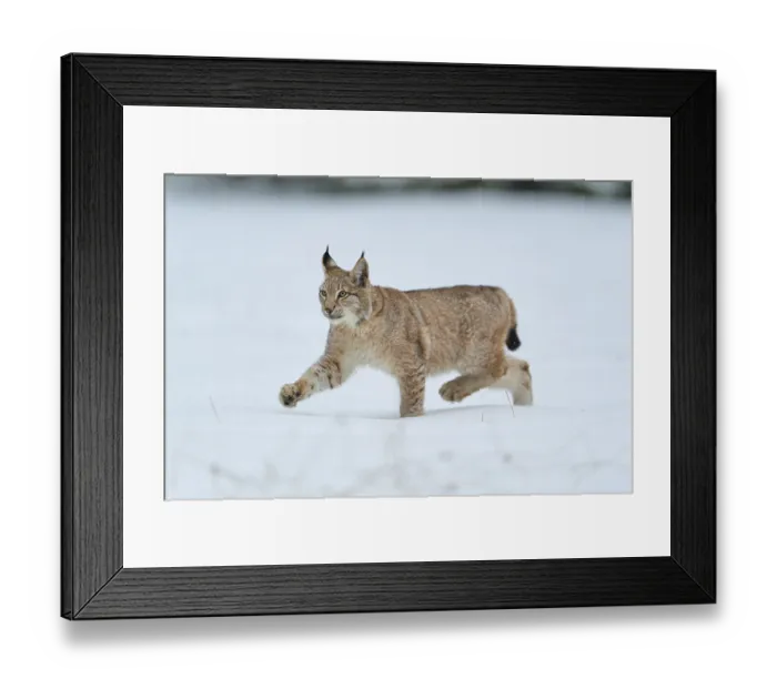 Framed Print : Eurasian lynx (Lynx lynx), running across snow-covered meadow