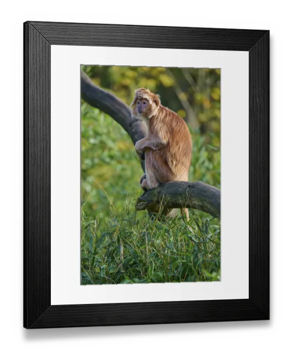 Framed Print : Javan lutung (Trachypithecus auratus)
