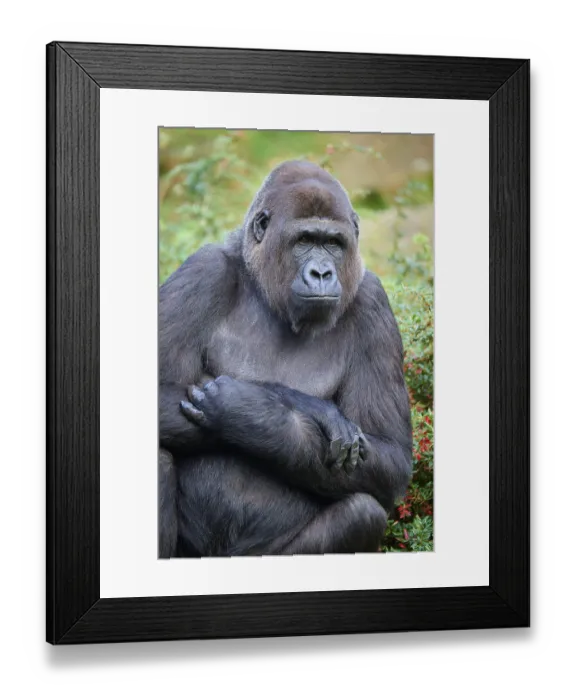 Framed Print : Western gorilla (Gorilla gorilla) Framed Print : Western gorilla (Gorilla gorilla)