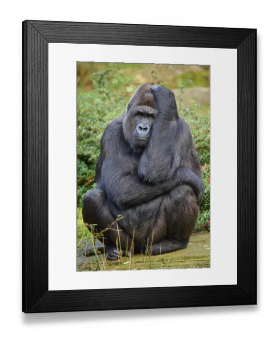 Framed Print : Western gorilla (Gorilla gorilla) Framed Print : Western gorilla (Gorilla gorilla)