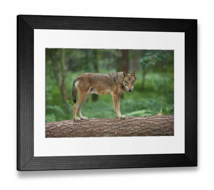Framed Print : European gray wolf (Canis lupus)