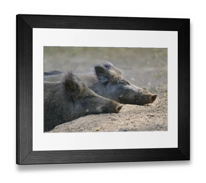 Framed Print : Wild boar (Sus scrofa), two adult pigs lying snoozing on the ground Framed Print : Wild boar (Sus scrofa), two adult pigs lying snoozing on the ground