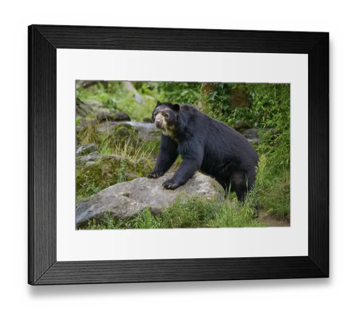 Framed Print : Spectacled bear (Tremarctos ornatus) Framed Print : Spectacled bear (Tremarctos ornatus)