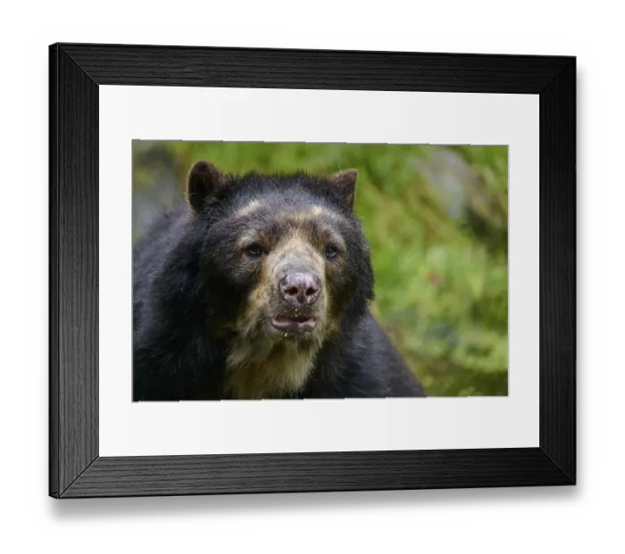 Framed Print : Spectacled bear (Tremarctos ornatus)