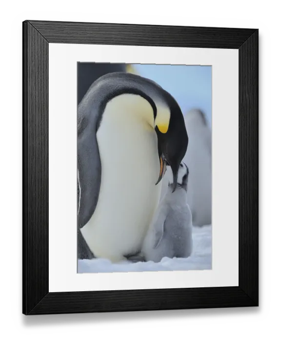 Framed Print : Emperor penguins, Aptenodytes forsteri