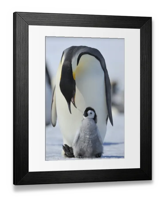 Framed Print : Emperor penguins, Aptenodytes forsteri Framed Print : Emperor penguins, Aptenodytes forsteri