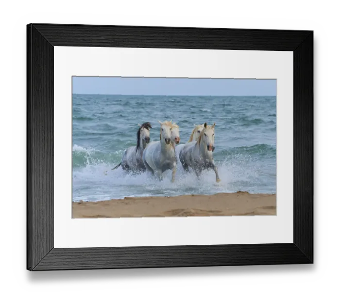 Framed Print : White Camargue horses galloping through the surf on the beach