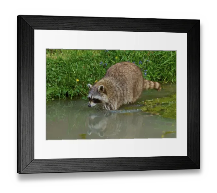 Framed Print : A raccoon (Procyon lotor) stands in the water and is reflected