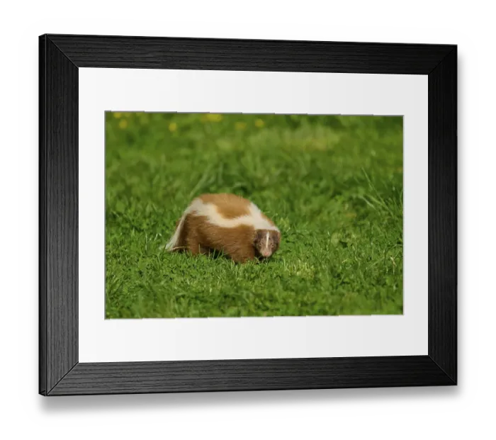 Framed Print : Skunk (Mephitis mephitis), on a green meadow with characteristic fur pattern