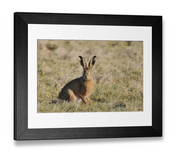 Framed Print : Sitting Hare (Lepus europaeus) Framed Print : Sitting Hare (Lepus europaeus)