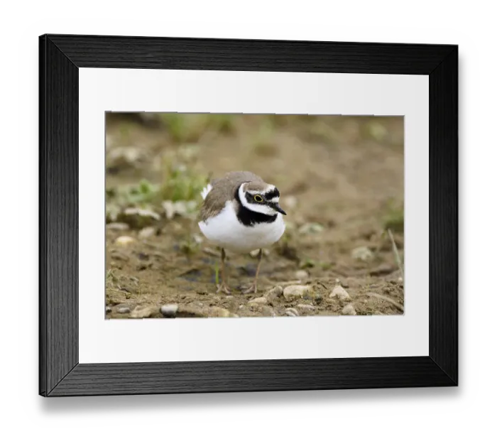 Framed Print : Little ringed plover (Charadrius dubius) Framed Print : Little ringed plover (Charadrius dubius)