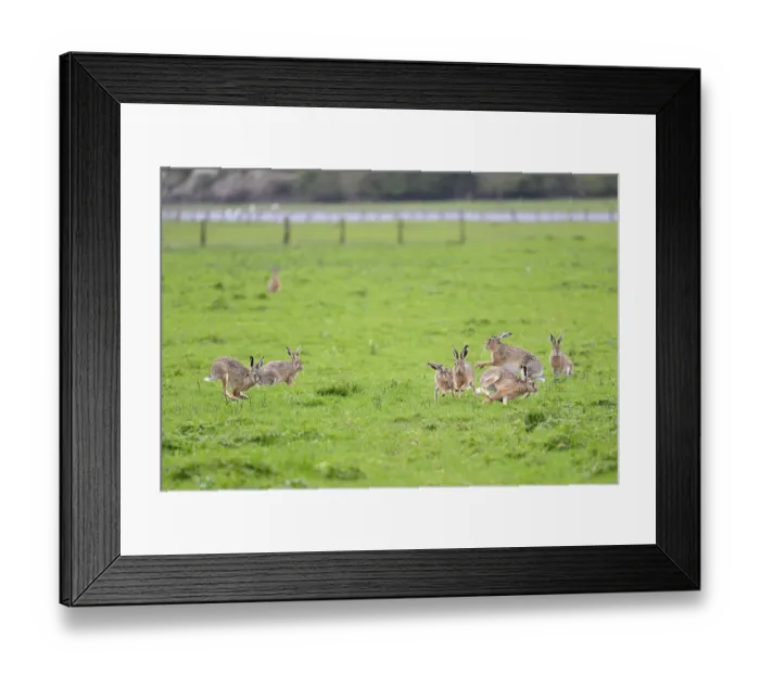 Framed Print : Several hares (Lepus europaeus) running and playing in a meadow during the mating season Framed Print : Several hares (Lepus europaeus) running and playing in a meadow during the mating season
