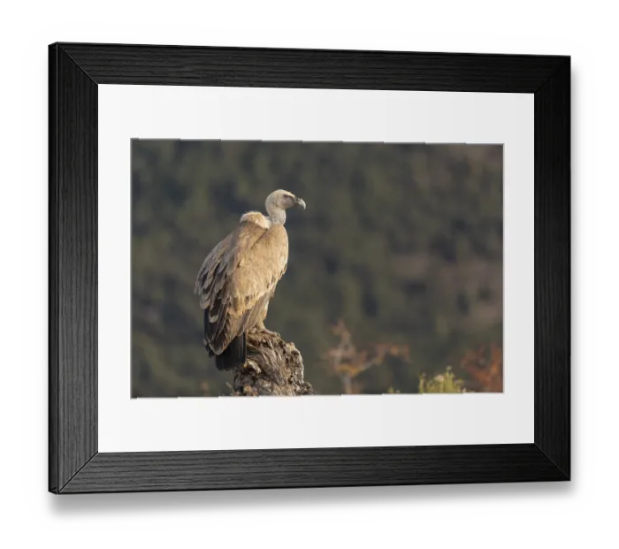 Framed Print : Griffon vulture (Gyps fulvus) on tree stump Framed Print : Griffon vulture (Gyps fulvus) on tree stump