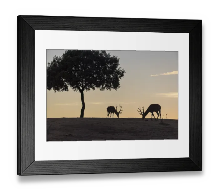 Framed Print : Red deer (Cervus elaphus), 2 males
