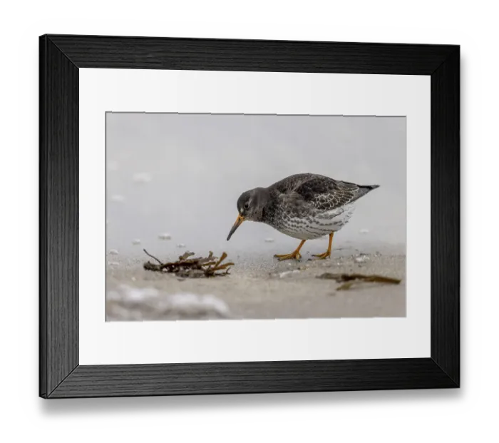 Framed Print : Purple Sandpiper (Calidris maritima) Framed Print : Purple Sandpiper (Calidris maritima)
