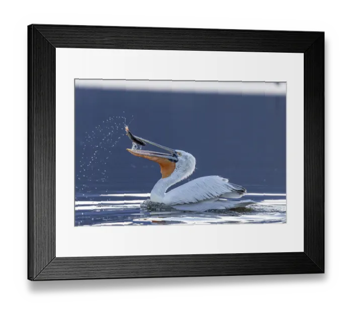 Framed Print : Dalmatian pelican (Pelecanus crispus)