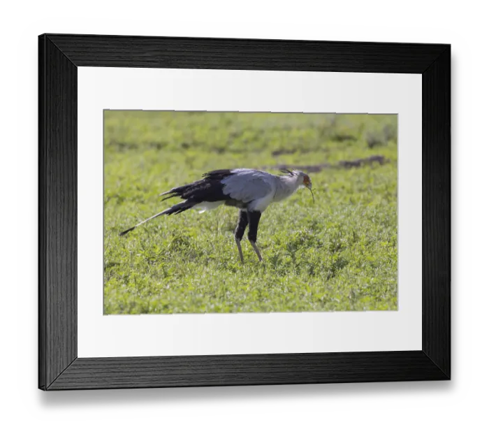 Framed Print : Secretary bird (Sagittarius serpentarius)