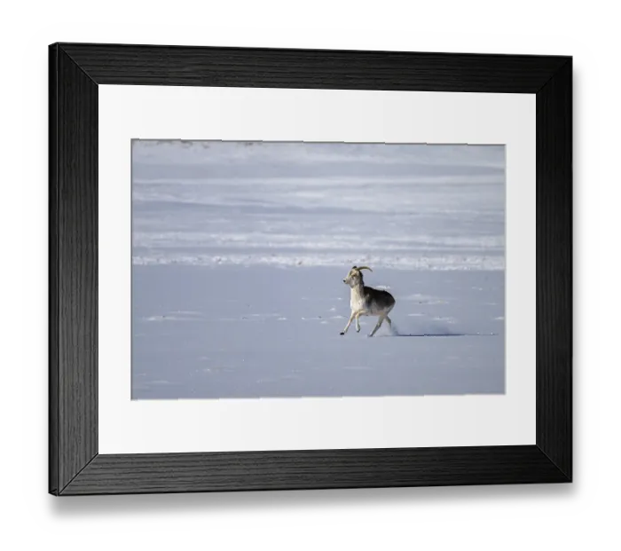 Framed Print : Marco Polo sheep (Ovis ammon polii)
