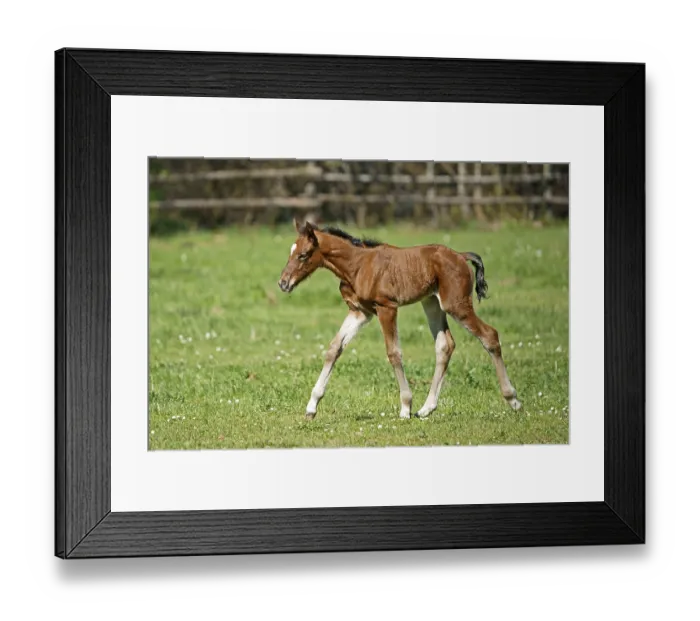 Framed Print : Domestic horse, foal runs on the pasture