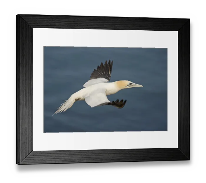 Framed Print : Northern gannet (Sula bassana) flying Framed Print : Northern gannet (Sula bassana) flying