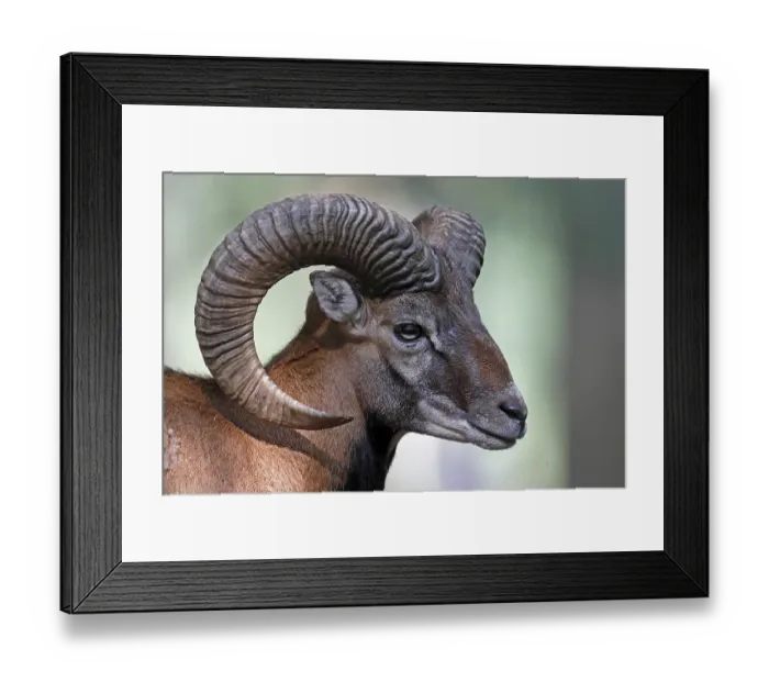 Framed Print : Mufflon (Ovis gmelini musimon)